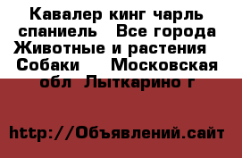 Кавалер кинг чарль спаниель - Все города Животные и растения » Собаки   . Московская обл.,Лыткарино г.